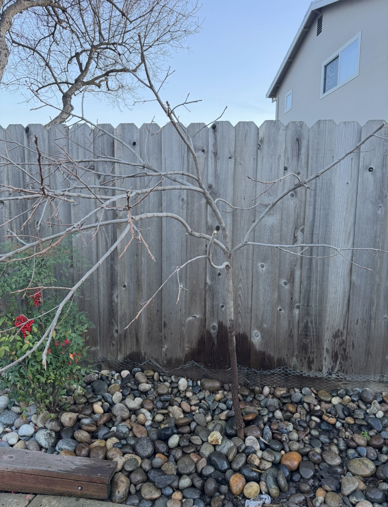 3월 1일 산호세를 살아가며